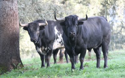 Encaste Graciliano