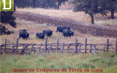 Entretien avec Antonio BAÑUELOS – Président de l’Unión de Criadores de Toros de Lidia